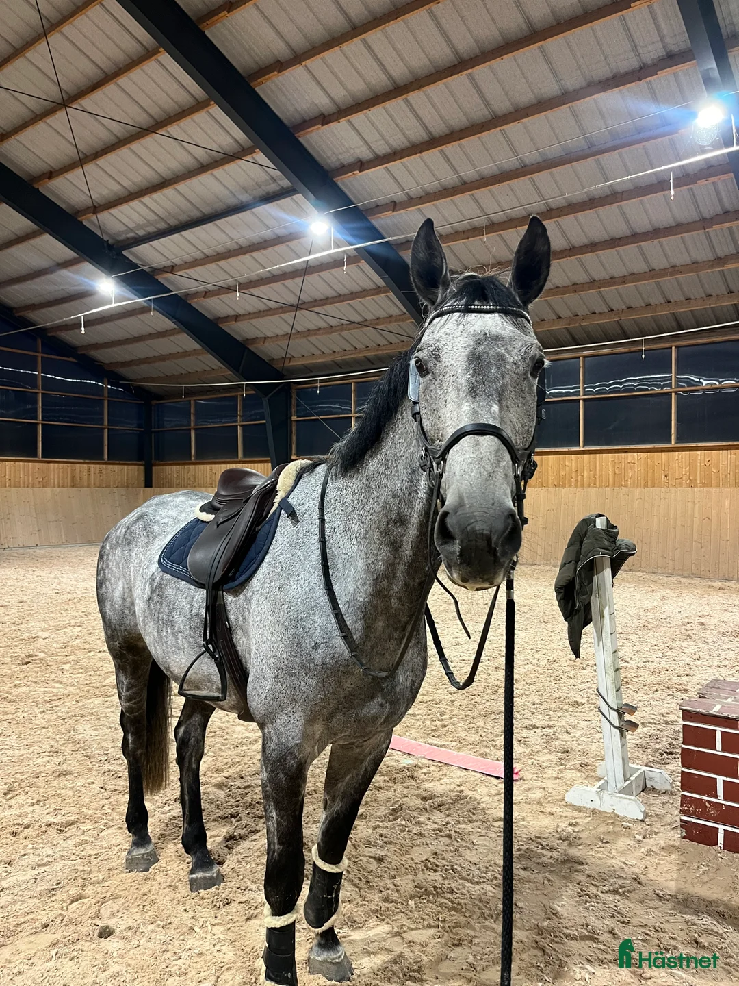 Hoppning hästar till salu: Valack med karaktär  - Annons 5