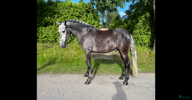  hästar i Enköping - Annons 5