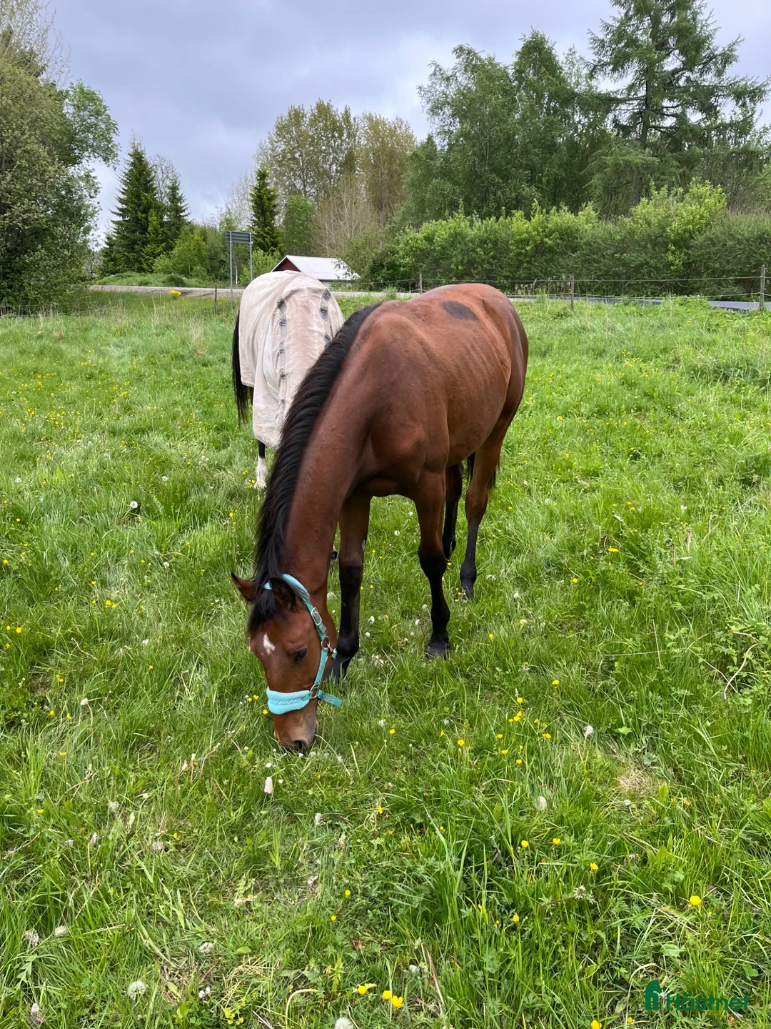 Allround hästar till salu: Mycket trevlig 1-årig valack e: Zafferano  i Blidsberg - Annons 1
