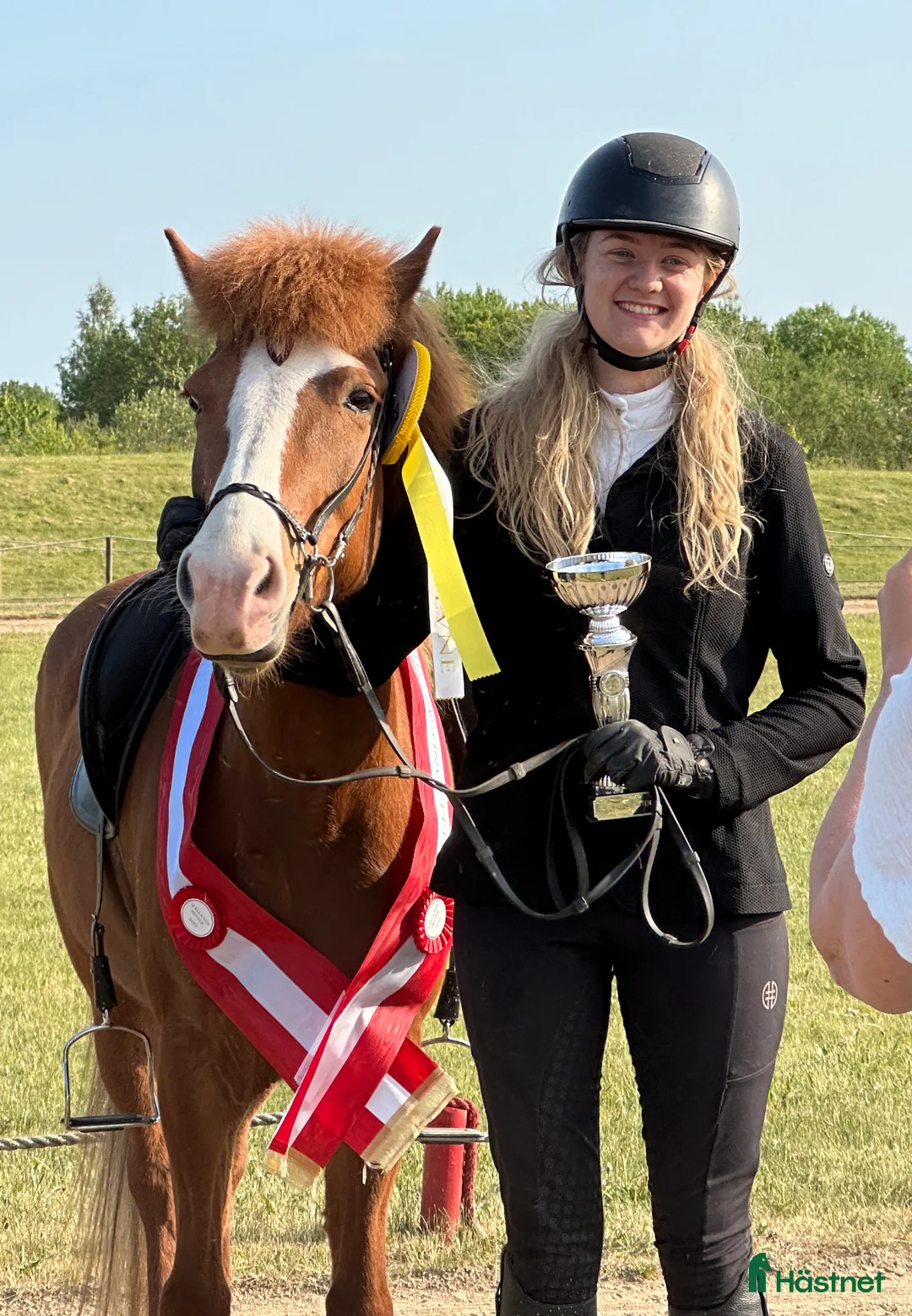 Island hästar till salu: Verdens gladeste hoppe der altid giver 100% - Annons 3