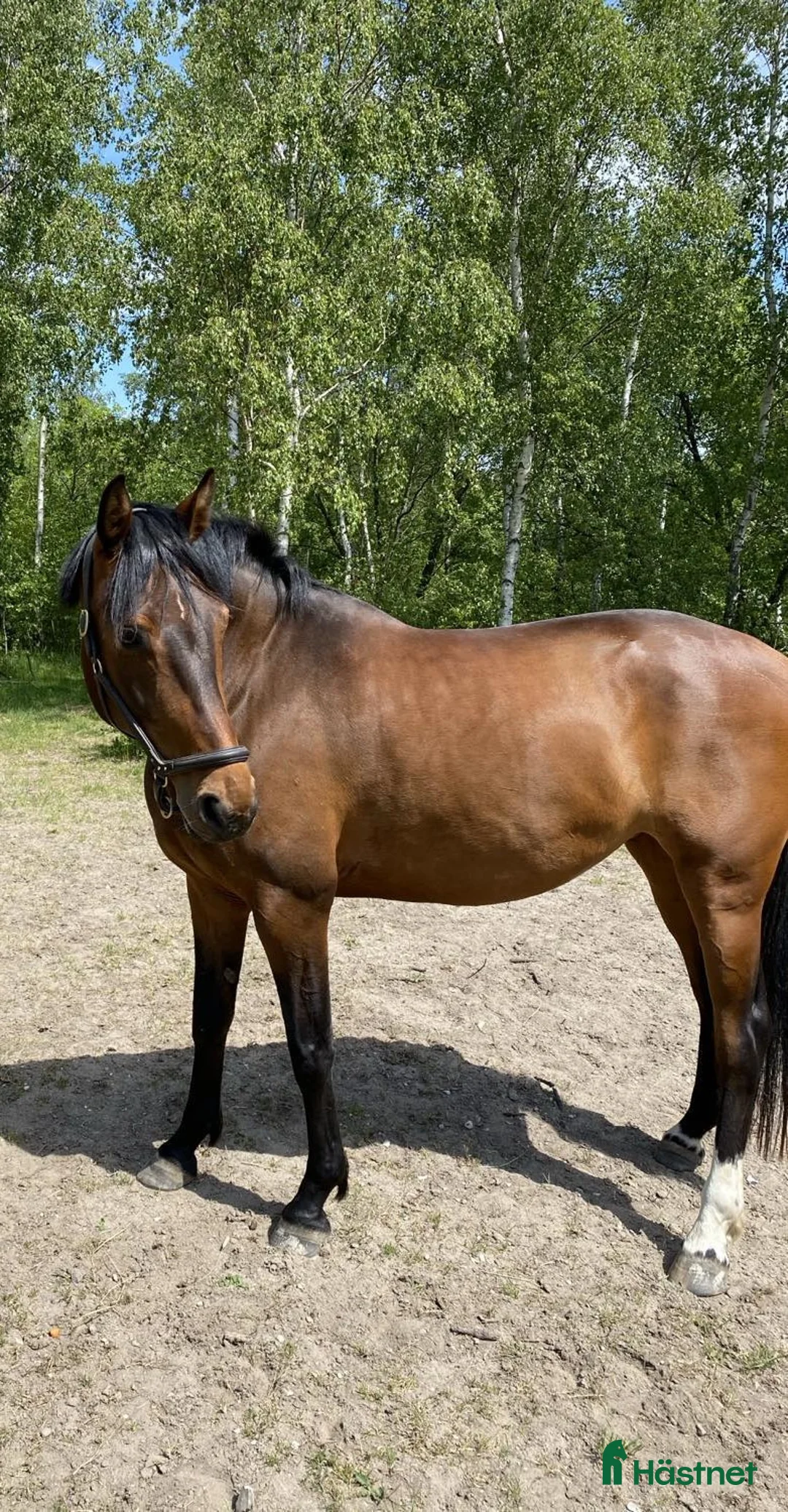 Avelshästar hästar till salu: Swb sto till Avel  i Dalby - Annons 3