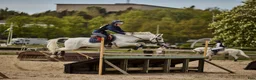 Fälttävlan hästar till salu: Rolig allroundponny - Annons 6