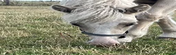 Island hästar till salu: Vackert sto - Annons 3