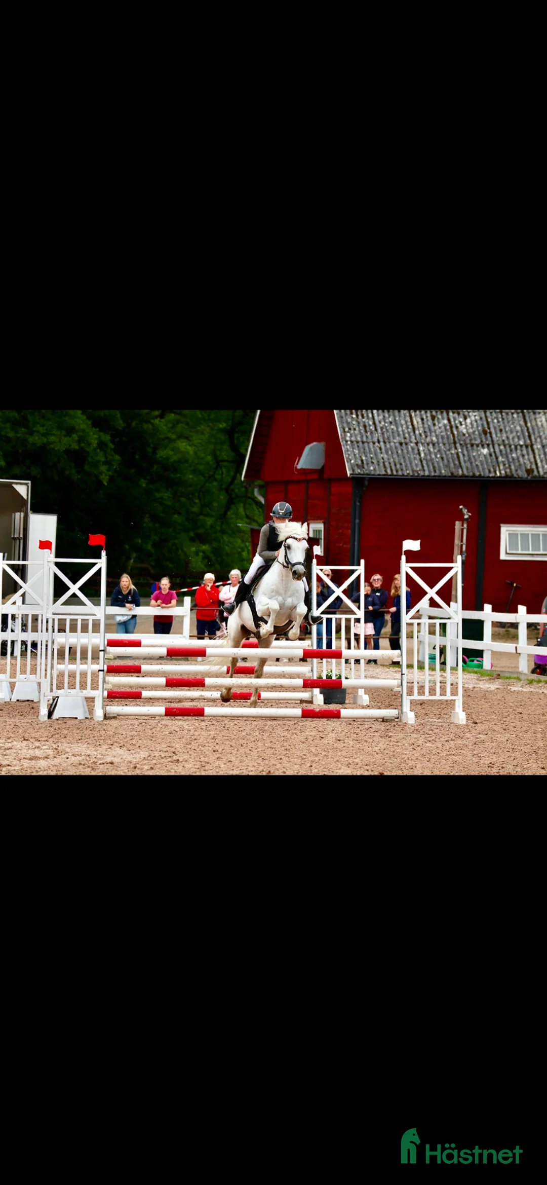 Allround hästar till salu: Rutinerad all round ponny - Annons 2