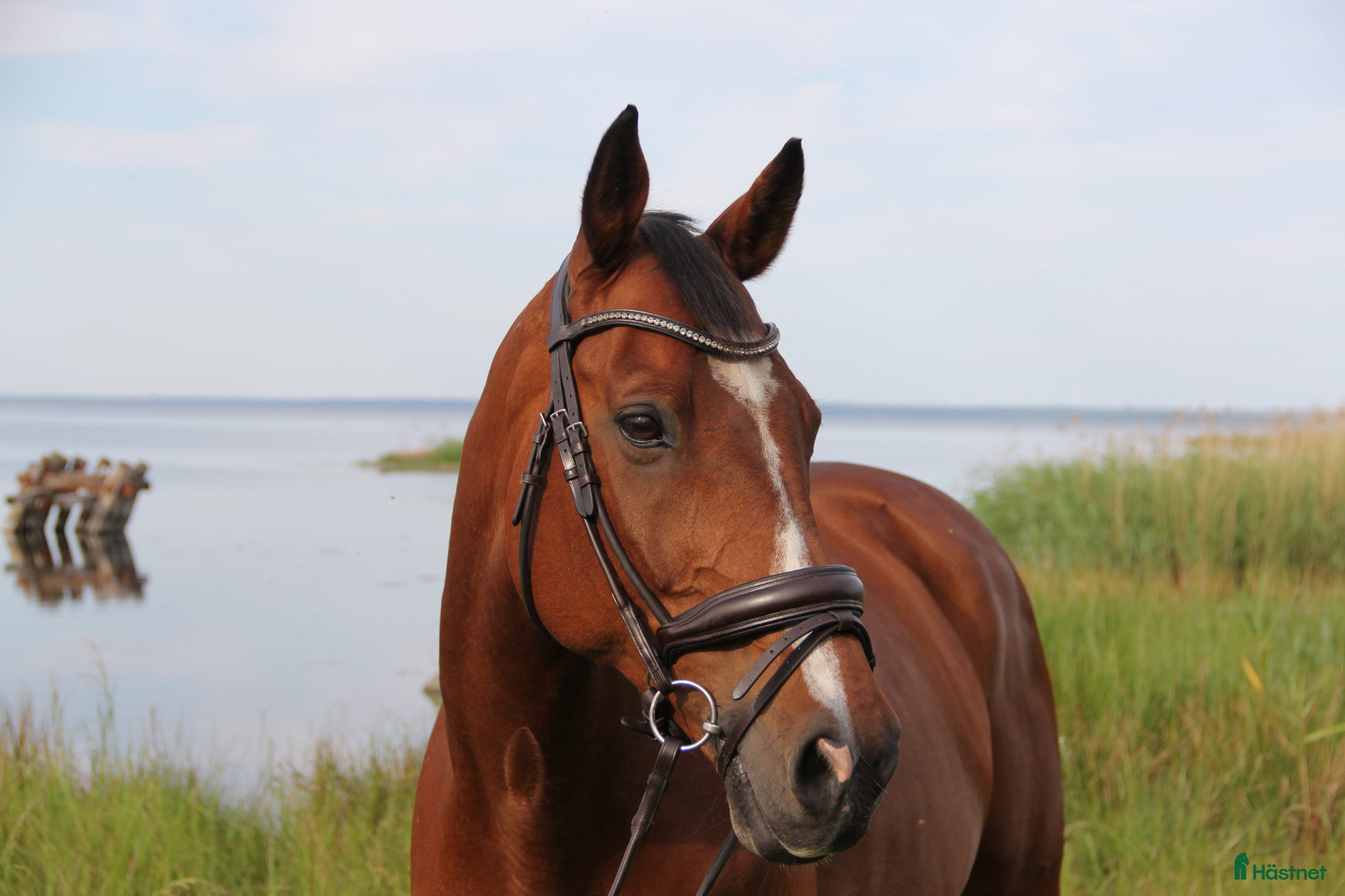  hästar Trevlig Valack - Annons 14