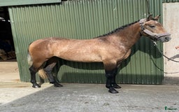 Hoppning hästar till salu: Selection of Irish ponies i Ljungby - Annons 9