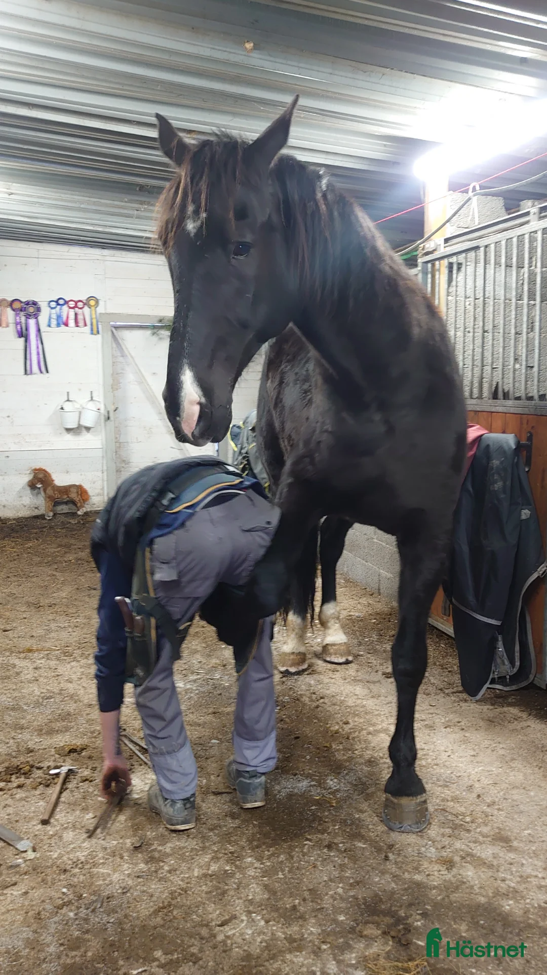 Allround hästar till salu: Stor valack med personlighet  - Annons 8