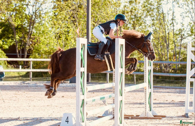  hästar One in A million ponny🌟 i Färjestaden - Annons 3