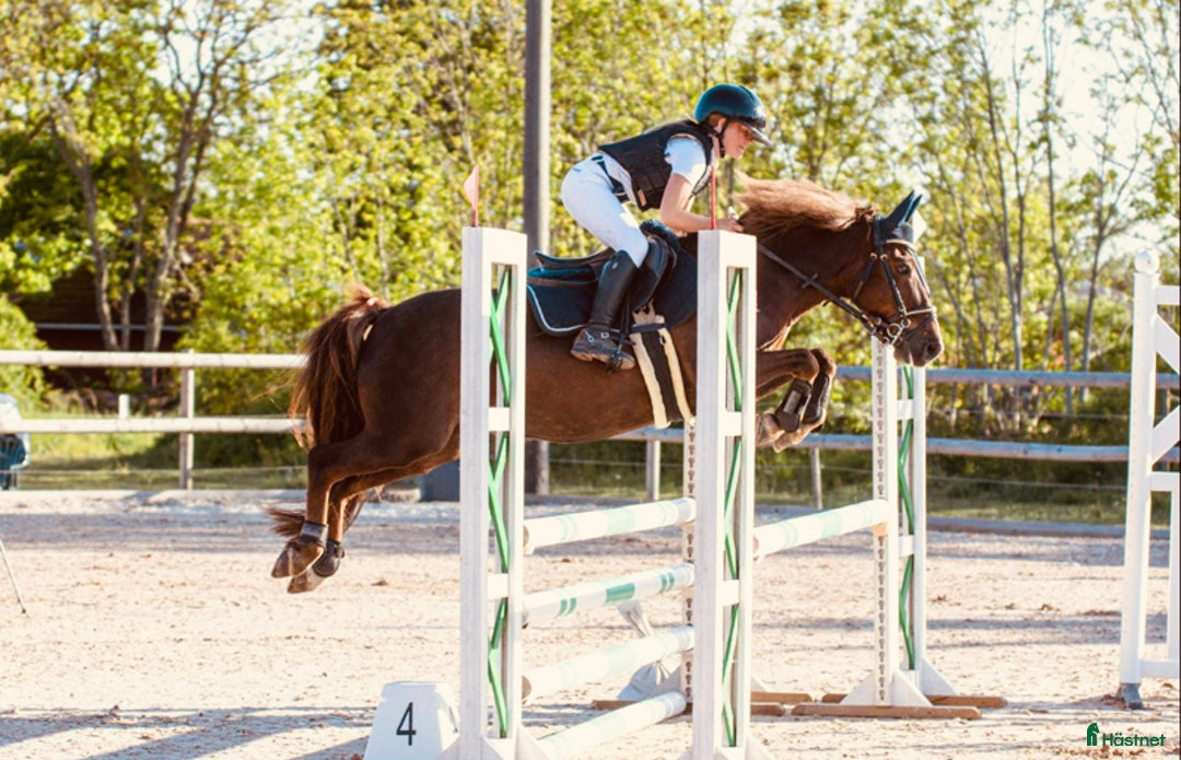 Hoppning hästar till salu: One in A million ponny🌟 i Färjestaden - Annons 1