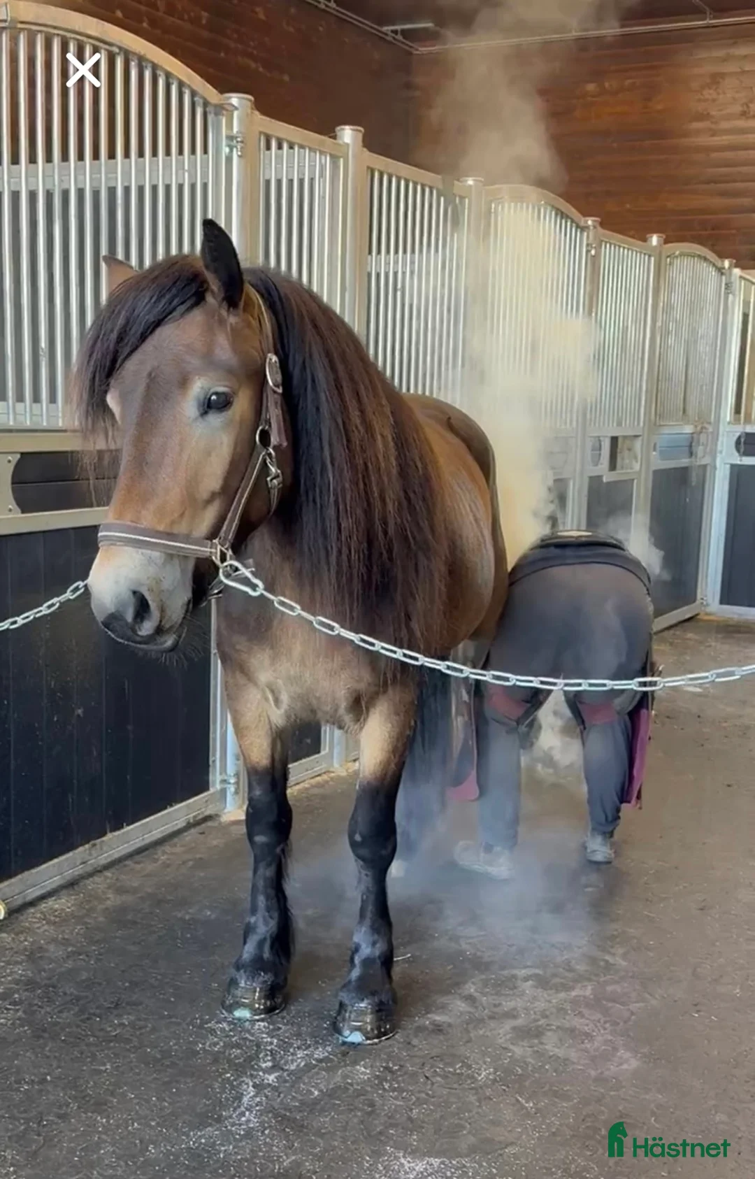 Körning hästar till salu: Norsk dølahoppe  i Tomter - Annons 5