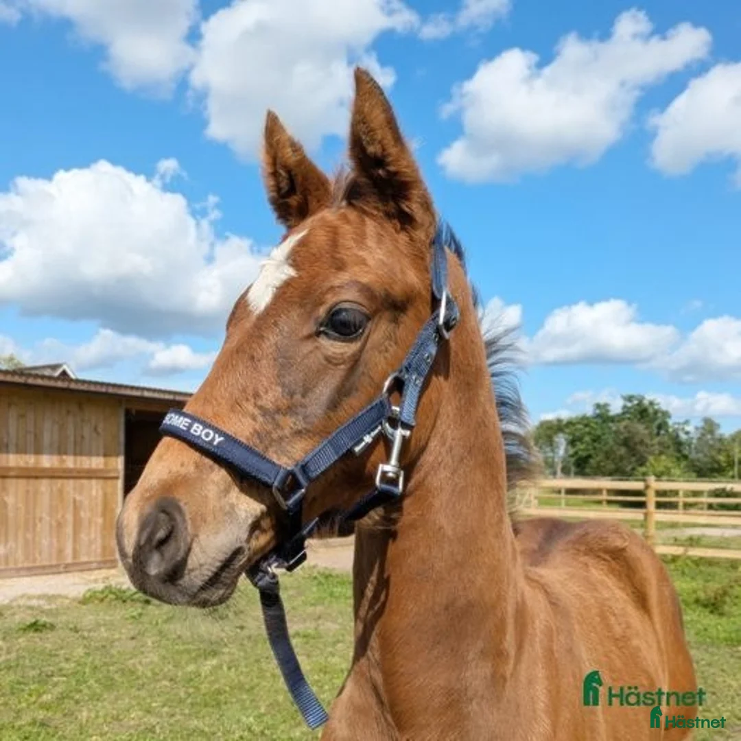 Dressyr hästar till salu: Mycket fin åring med topp dressyrstam!  i Hörby - Annons 6