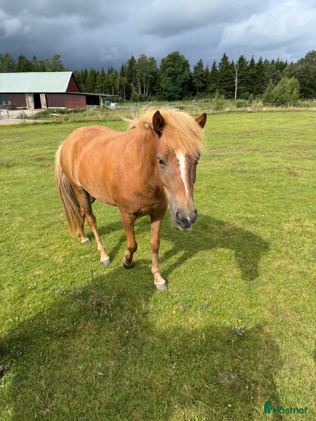 Island hästar till salu: Gullan - barnbarn till en 🌟!! i Skånes Fagerhult - Annons 4