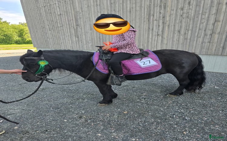  hästar i Rättvik - Annons 3