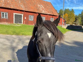 hästar Modigt kallblodssto i Värmdö - Annons 4