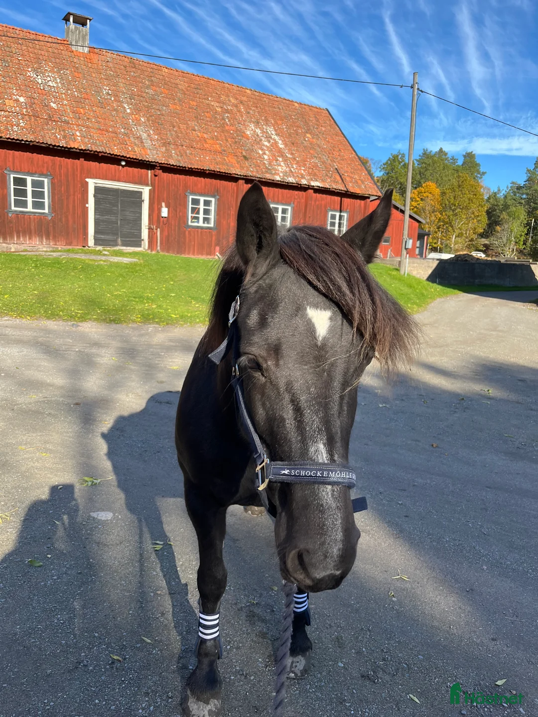 Allround hästar till salu: Modigt kallblodssto i Värmdö - Annons 1