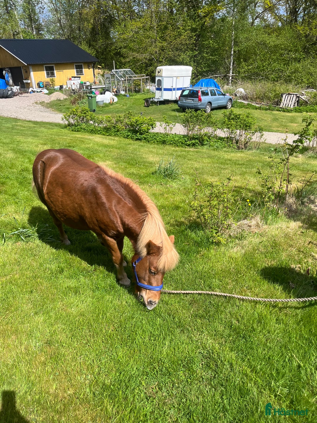 Körning hästar till salu: Shettissto i Västerlanda - Bild 2