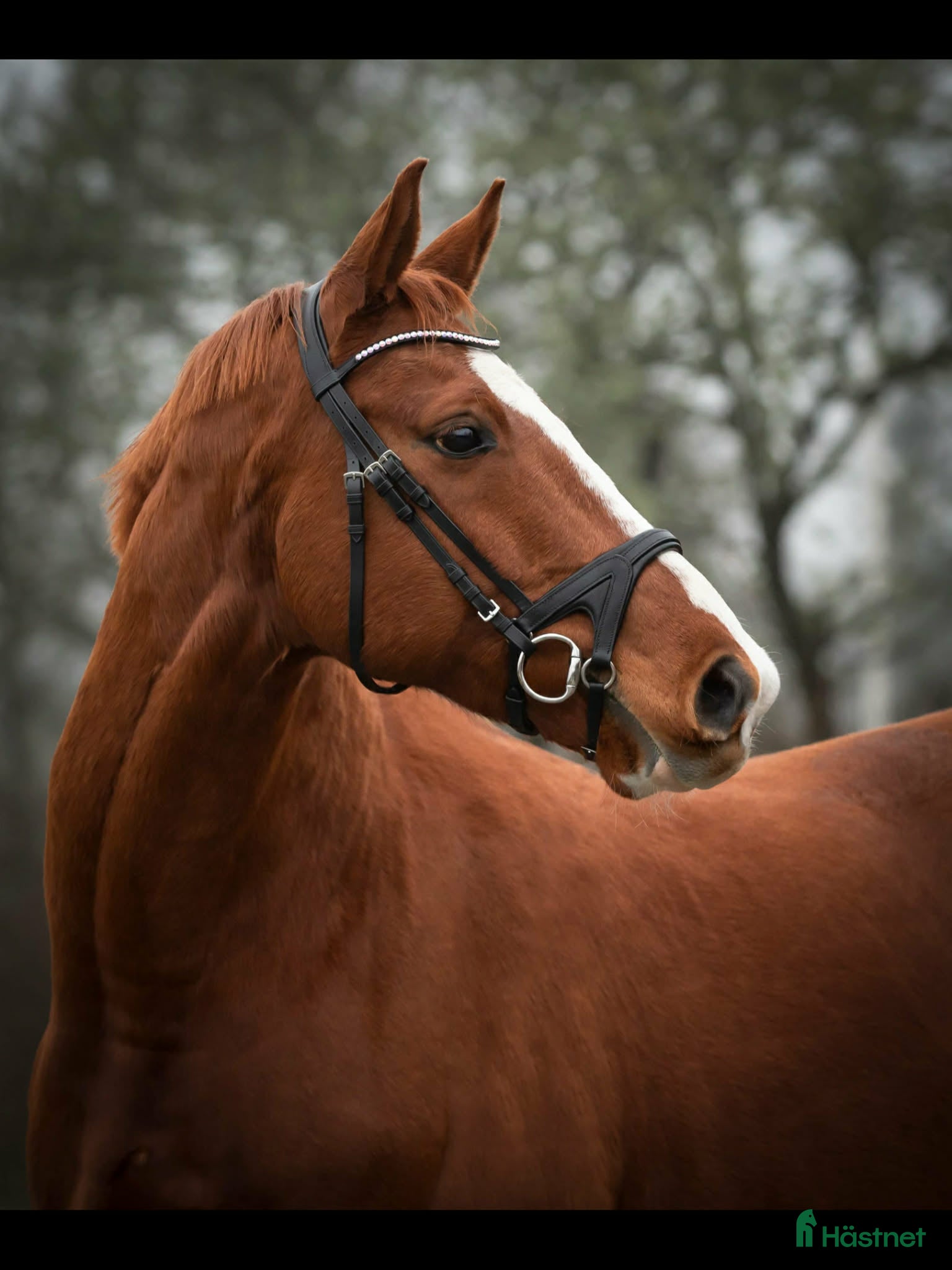 Allround hästar till salu: Perfekt mor- och dotterhäst i Kil - Annons 1