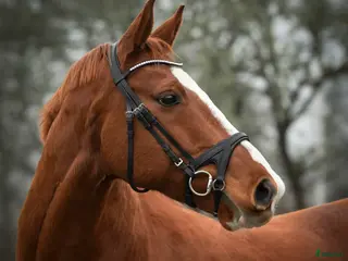 Allround hästar till salu: Perfekt mor- och dotterhäst i Kil - Annons 1