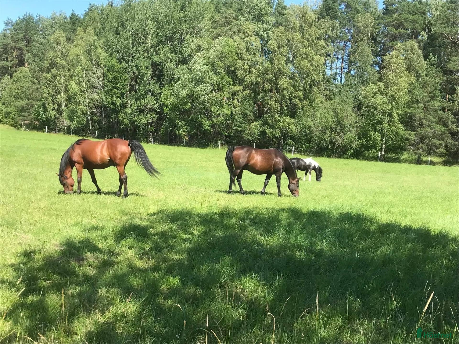  stallplats Stallplats finnes i Bro/Bålsta till valack - Annons 1