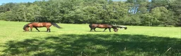  stallplats finnes: Stallplats finnes i Bro/Bålsta till valack - Annons 1