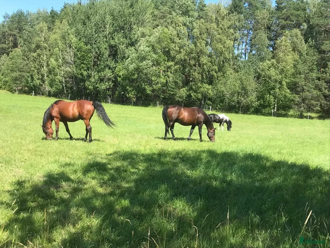  stallplats finnes: Stallplats finnes i Bro/Bålsta till valack - Annons 1