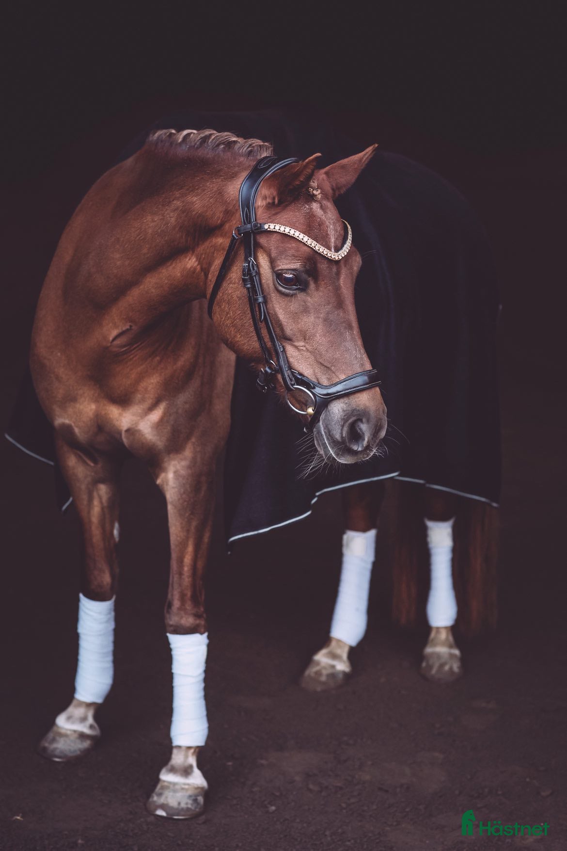  hästar Fantastisk dressyr ponny i Vätö - Annons 1