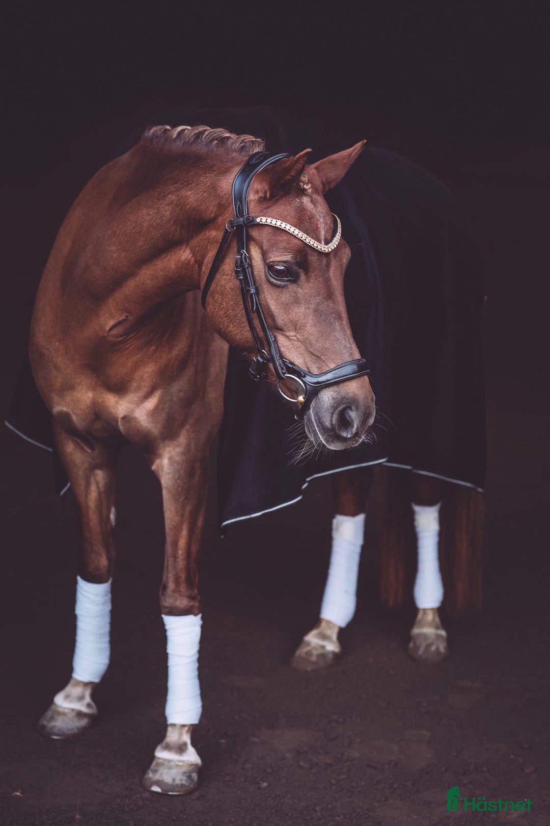 Dressyr hästar till salu: Fantastisk dressyr ponny i Vätö - Annons 1