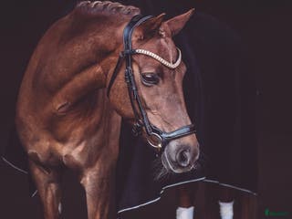 hästar Fantastisk dressyr ponny i Vätö - Annons 13