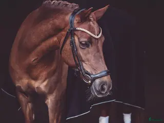 hästar Fantastisk läromästare i Vätö - Annons 12