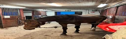  stallplats finnes: Ledig stallplats eller helinackoderingsplats  - Annons 4