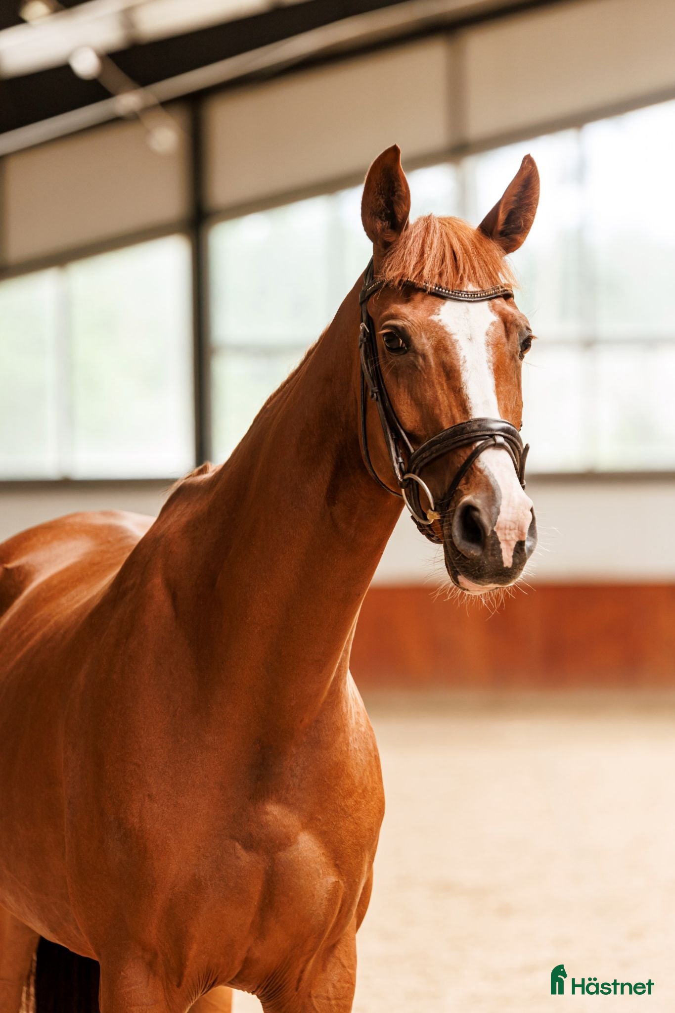  hästar Beautiful 5yo trakehner mare  - Annons 1