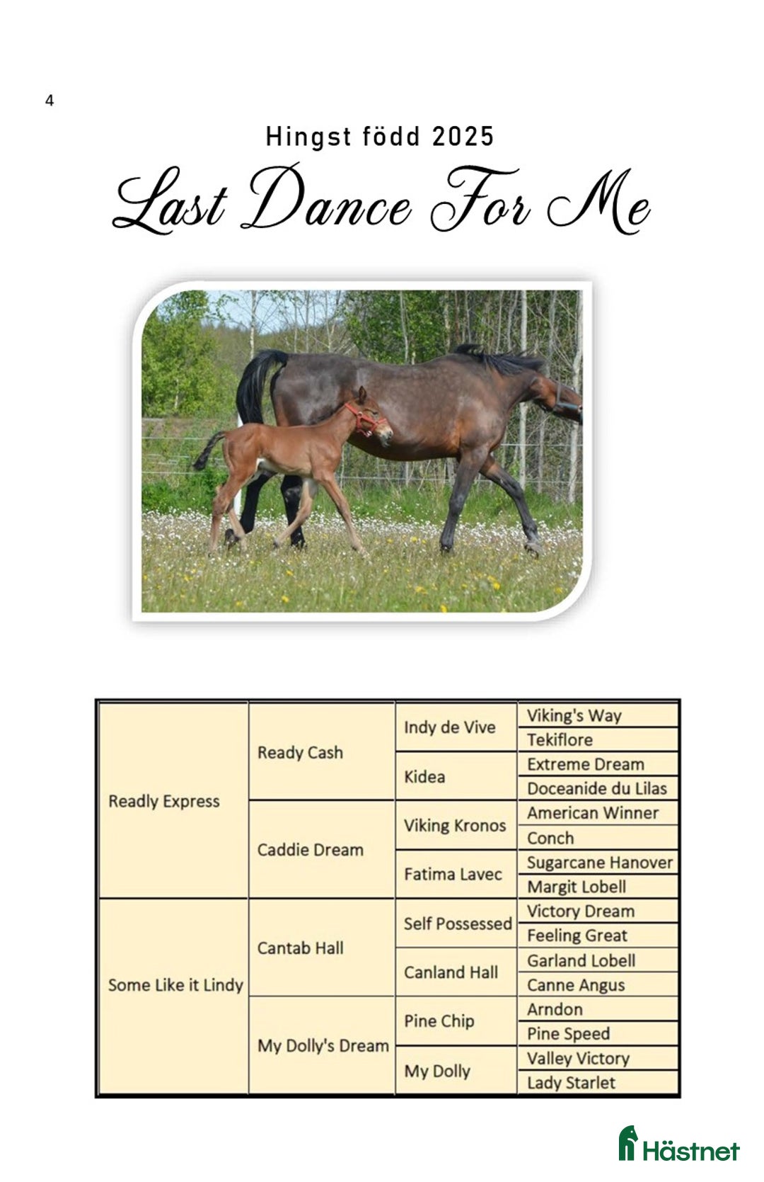 Trav hästar till salu: säljes efter Googoo Gaaga,  Redley Express i Tibro - Annons 9