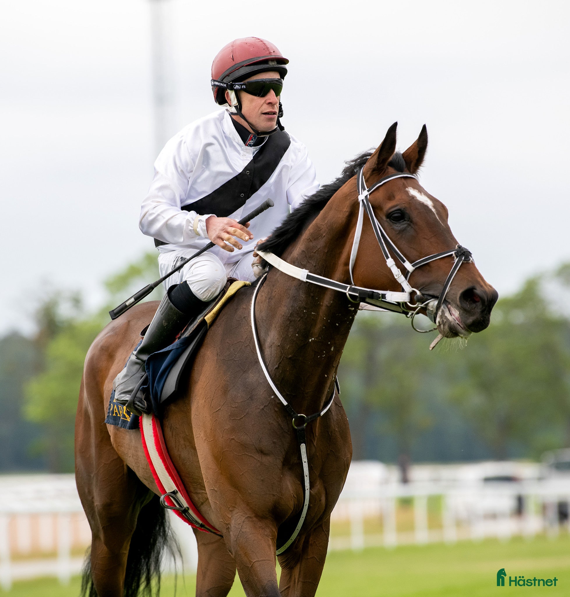  hästar Underbar häst till salu - Annons 2