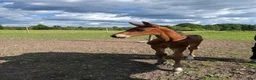 Hoppning hästar till salu: Hingstföl e. Diero Lux N - Annons 4