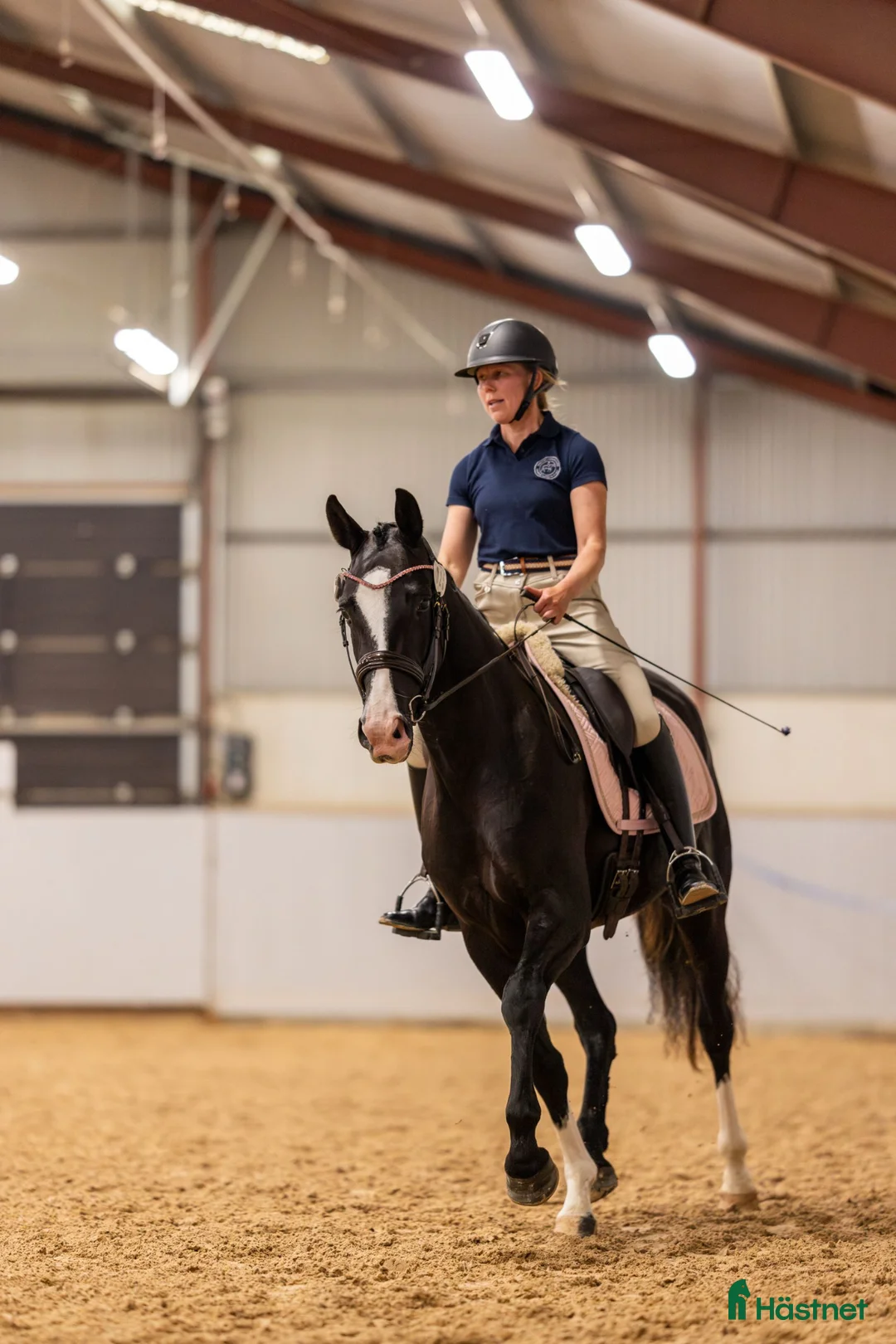  hästservice finnes: Inridning, utbildning, rehab i Blentarp - Annons 1