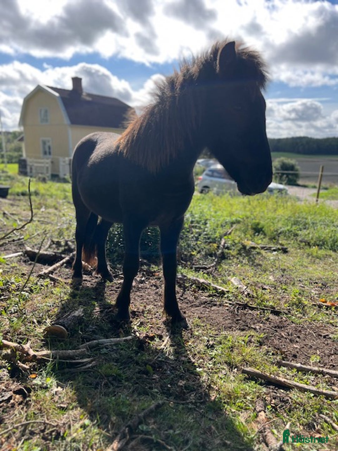 Island hästar till salu: Välstammad vacker unghingst i Rimbo - Annons 4