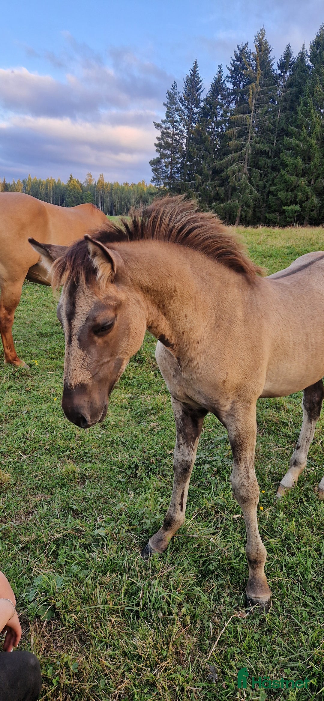 Allround hästar till salu: Guld pojken i Söderbärke - Annons 4