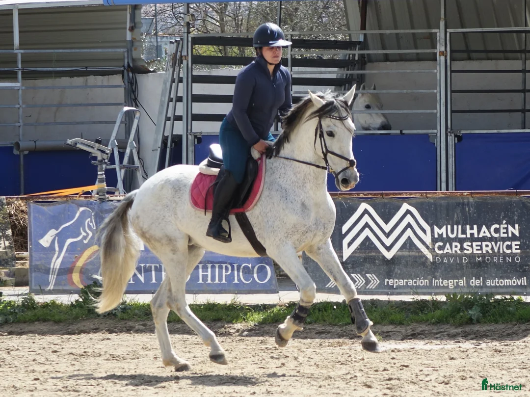 Allround hästar till salu: Din framtida bästa vän - Annons 2