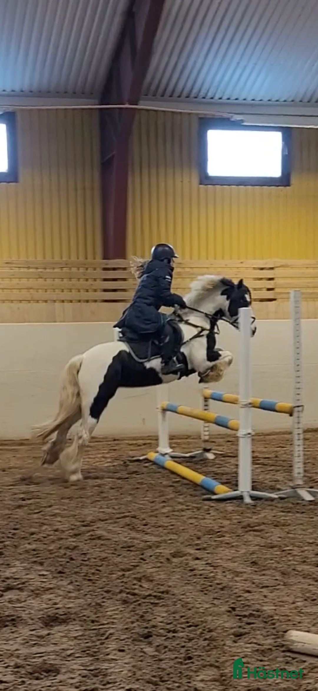 Avelshästar hästar till salu: Avel/Sällskap/Lättare ridning i Nybro - Annons 5