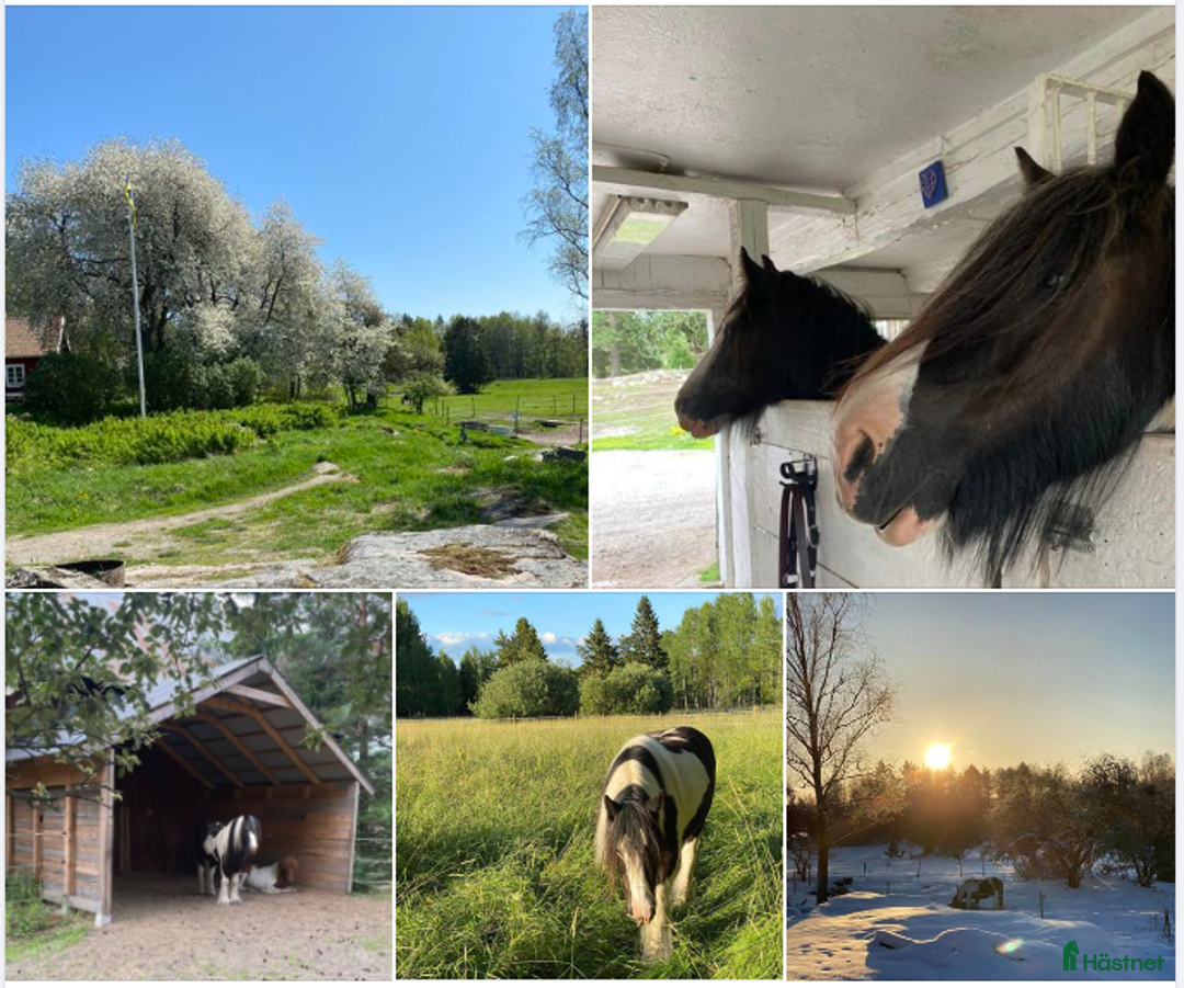  stallplats finnes: Bli en i gänget du med - stallplats finnes i Riala - Annons 1