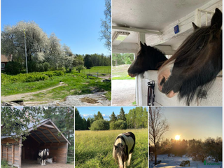 stallplats Bli en i gänget du med - stallplats finnes i Riala - Annons 22