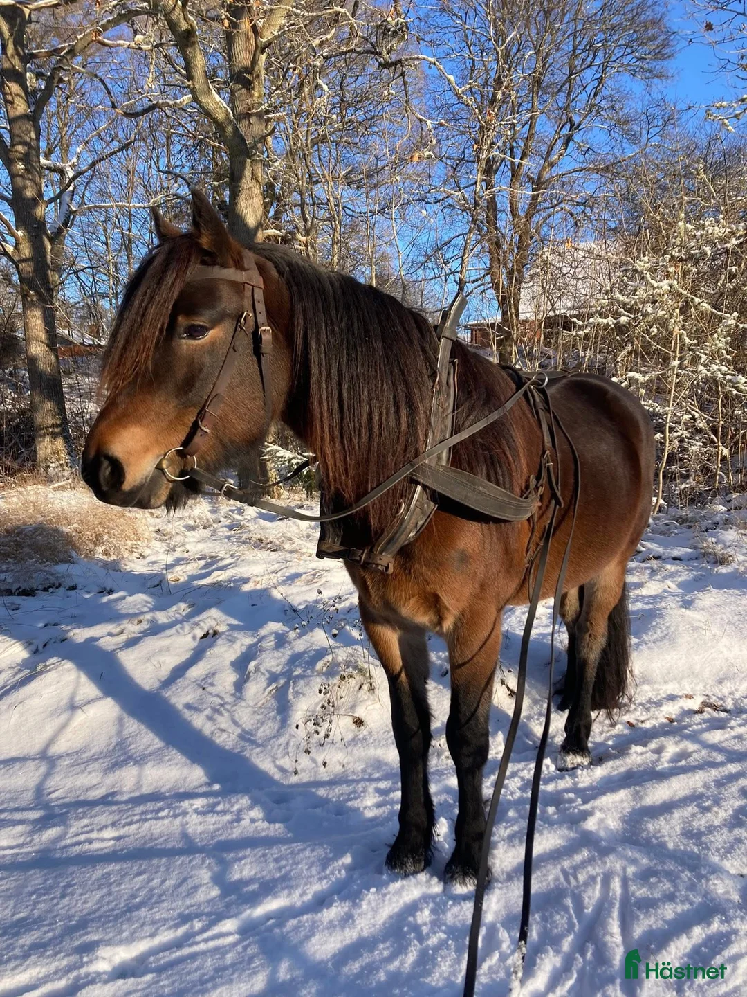 Allround hästar till salu: Kallblod söker fodervärd i Göteborg - Annons 8