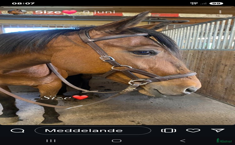  hästar i Öjebyn - Annons 6