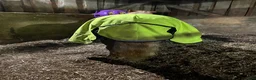 Täcken hästutrustning till salu: Täcke i gott skick säljes - Annons 4