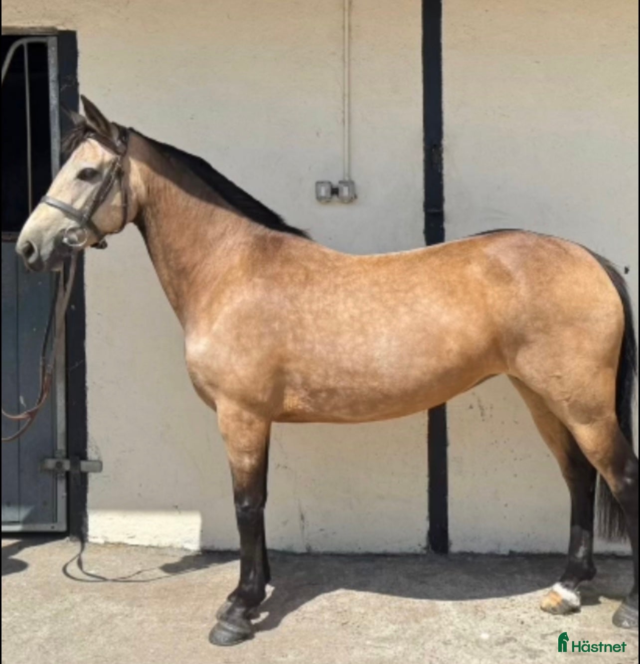 Allround hästar till salu: Snäll C ponny  i Tungelsta - Annons 2