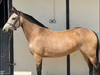 Allround hästar till salu: Snäll C ponny i Tungelsta - Annons 2