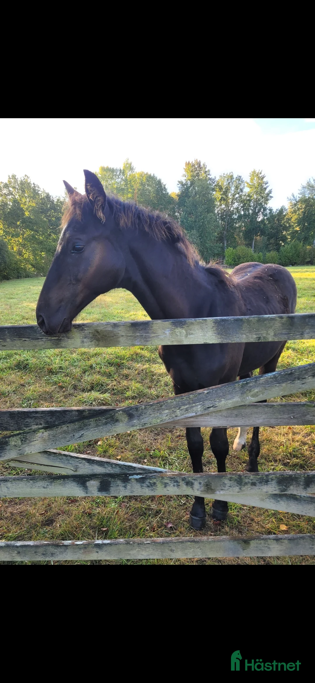 Hoppning hästar till salu: Mycket välstammad åring !  - Annons 3