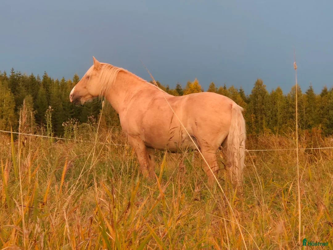  stallplats finnes: Sommarbete - Annons 1