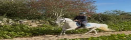 Allround hästar till salu: Irish riding ponies - Annons 7