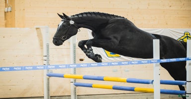  hästar i Skellefteå - Annons 8